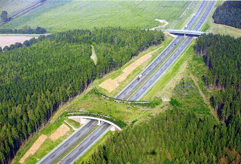 Trafikteki canlılar için ekolojik köprüler yapmalıyız