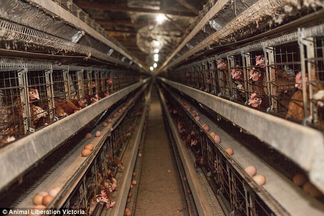 Tavuk çiftliğindeki korkunç koşullar afişe edildi
