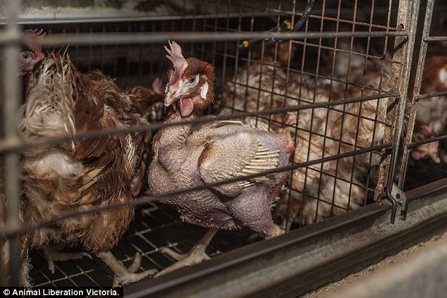Tavuk çiftliğindeki korkunç koşullar afişe edildi