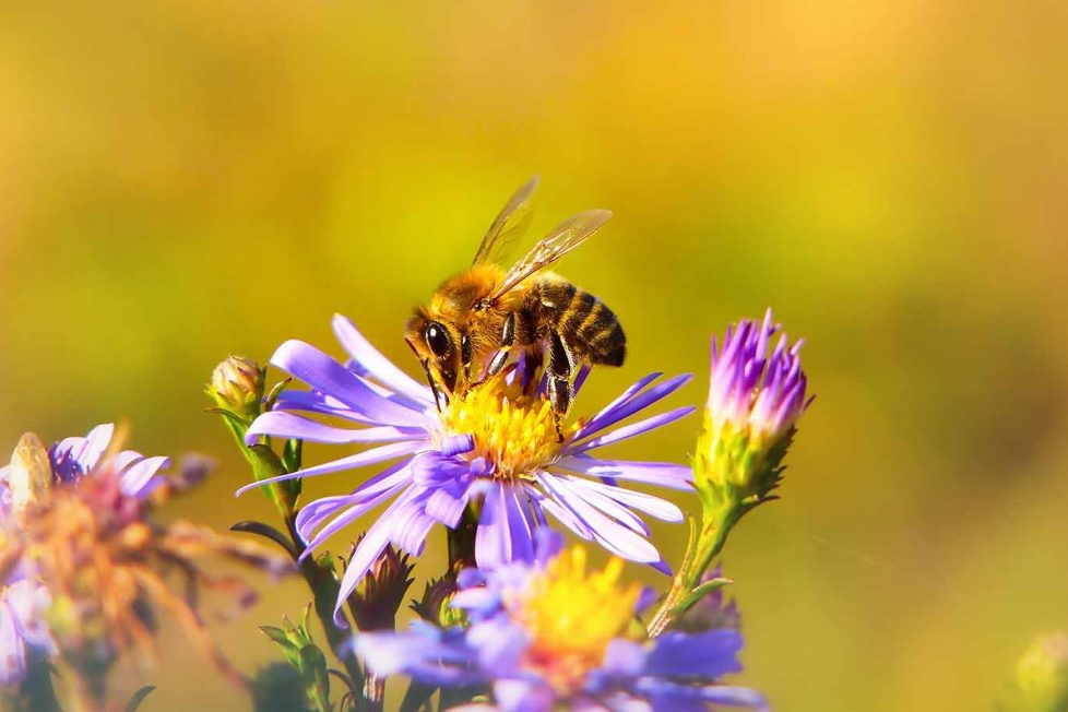 Brezilya'da 3 ay içinde 500 milyon arı öldü
