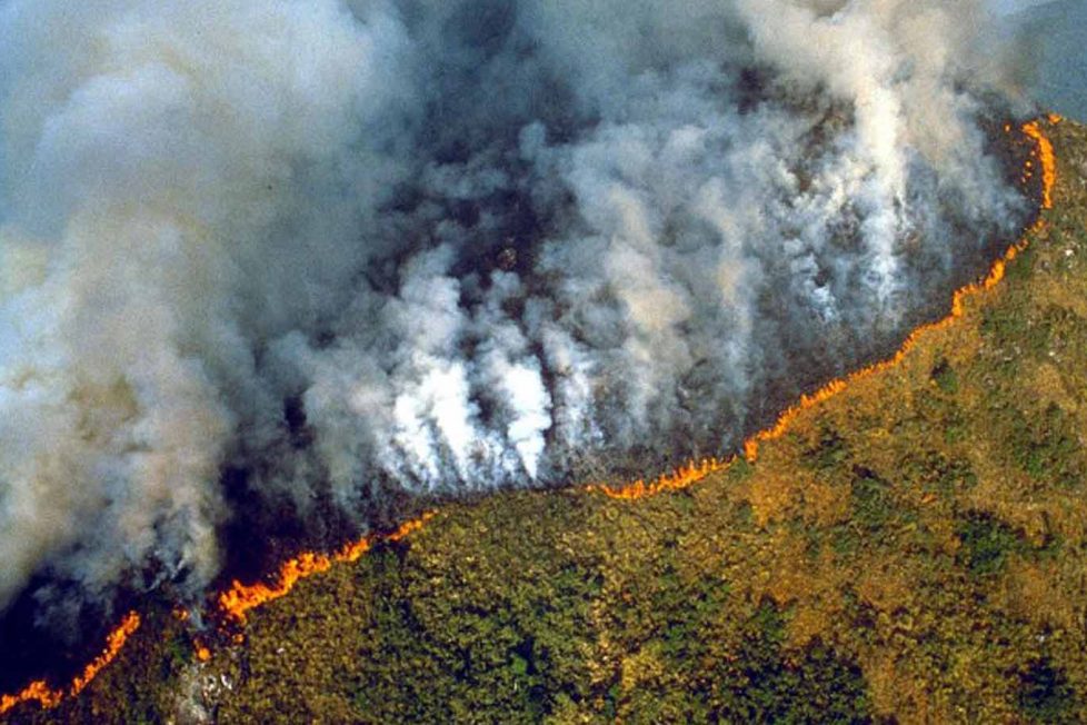 Amazon’daki ormansızlaştırma oranı "son radde"de