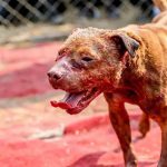Çin'deki köpek dövüşlerinin zalim dünyasından korkunç görüntüler ortaya çıktı