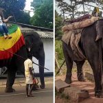 Sri Lanka'daki genç fil yorgunluğa dayanamayıp öldü