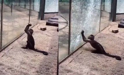 Bu maymun özgürlüğü için bir kaya yardımı ile camı kırmaya çalışıyor