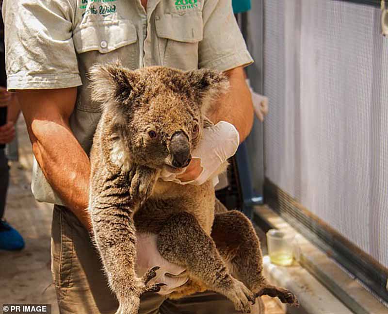 Avustralya yangınları nedeniyle koalaların üçte biri yok oldu