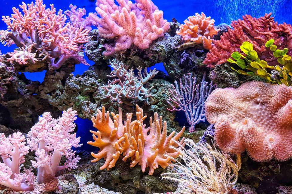 Sualtındaki hoparlörler ölmekte olan mercan resiflerini canlandırmaya yardımcı oluyor