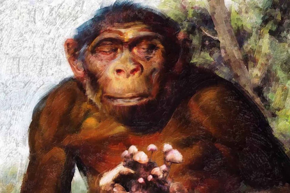 Stoned Ape Theory: Sihirli mantarlar insan evriminin neresinde duruyor?