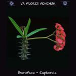 12. SharkFace- Euphorbia copy