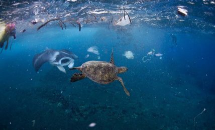 Derin deniz plastikleri onlarca yıl bile sağlam kalabiliyor