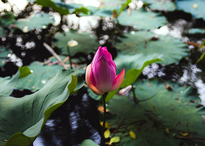 Lotus çiçeklerini ve ustaları anlamak