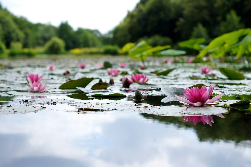 Lotus çiçeklerini ve ustaları anlamak
